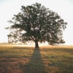 Tree of wisdom