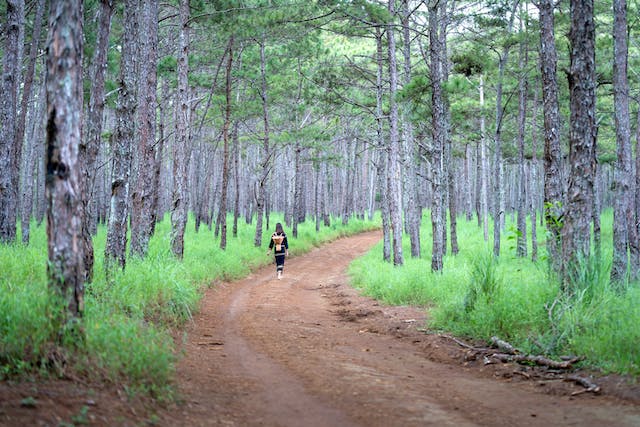 nature walk; embracing healing power of nature